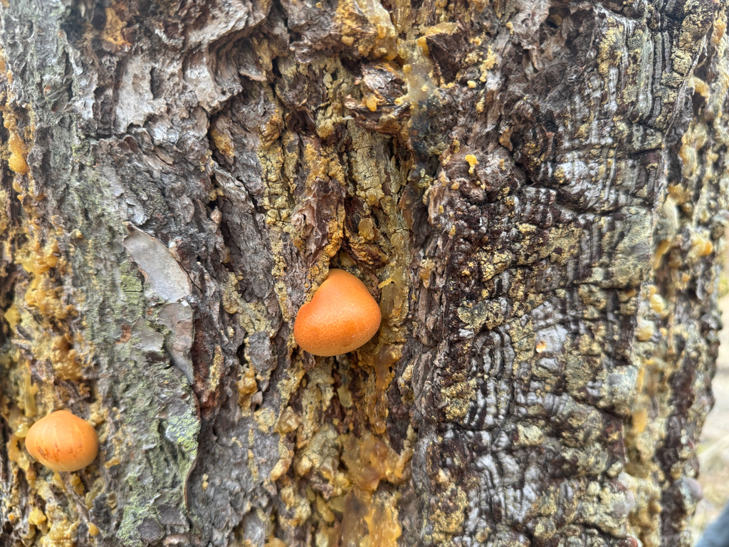 Cryptoporus volvatus · March 2026 · photo: © jasonalexander (iNaturalist, cc-by)