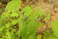 Acanthocephala alata