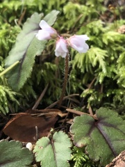 Veronica californica
