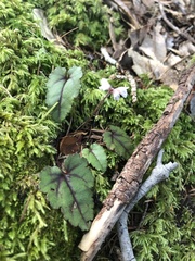 Veronica californica