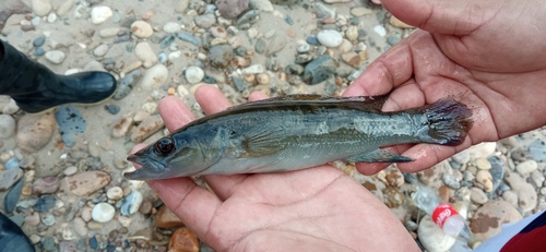 Pike cichlid (Crenicichla lepidota) — Cichlidae — 4