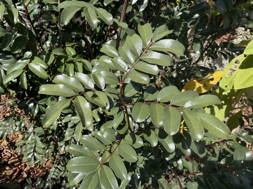 Dotted pricklyash (Zanthoxylum punctatum)