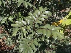 Thorny yellowwood (Zanthoxylum punctatum)
