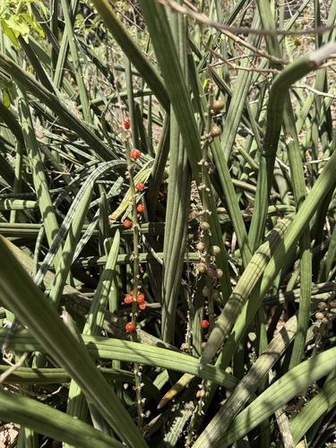 African Spear (Sansevieria cylindrica)