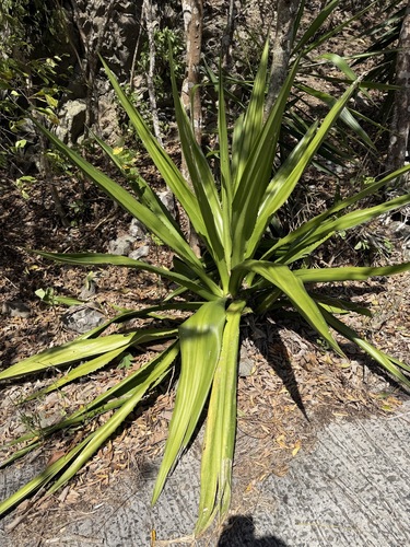 Narrow-leaved Furcraea (Furcraea tuberosa)