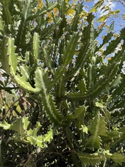Euphorbe Lactée (Euphorbia lactea)
