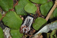 Penthicodes farinosus