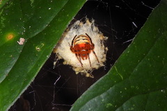 Acusilas malaccensis