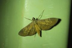 Hymenoptychis sordida