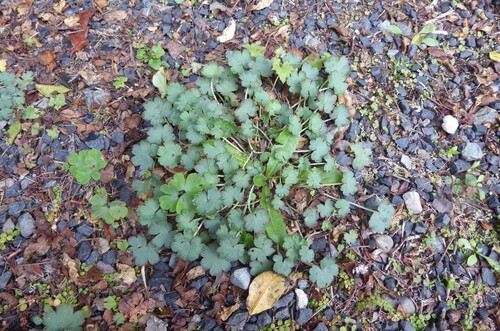 limestone geranium (Geranium socolateum)