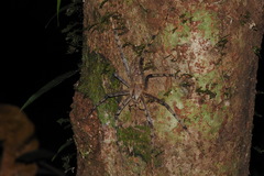 Heteropoda boiei