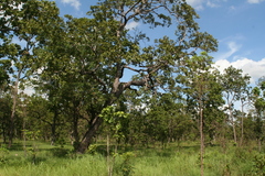 Dipterocarpus intricatus