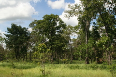 Dipterocarpus intricatus