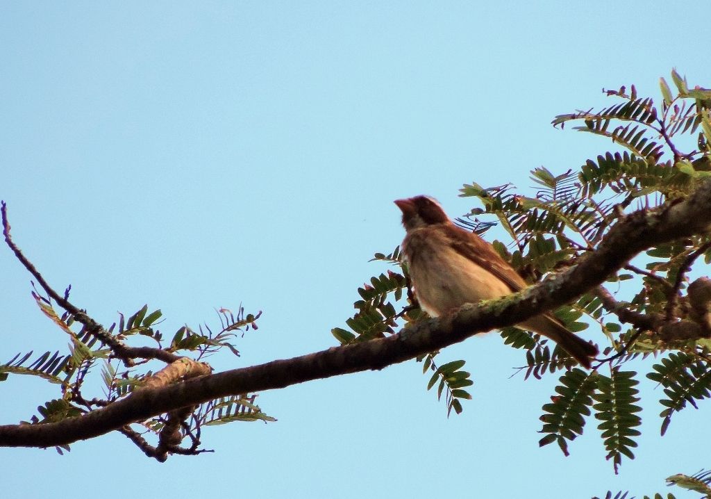 Black-eared Seedeater illustration