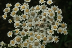 Achillea acuminata