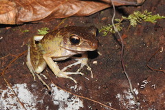 Pulchrana baramica