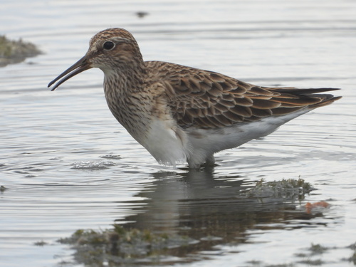 Pectoral Sandpiper (Calidris melanotos), photo 6