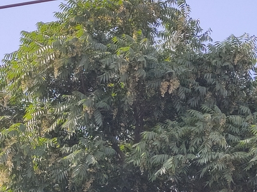 Australian Red Cedar