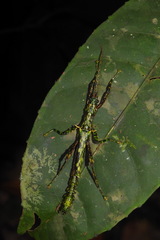 Dinophasma braggi