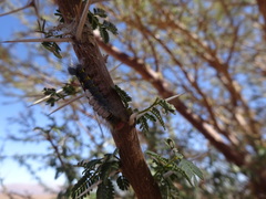 Casama innotata