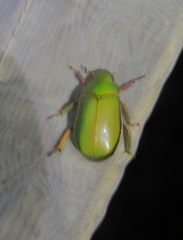 Chrysina bruyeai