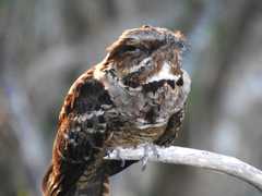 Caprimulgus macrurus