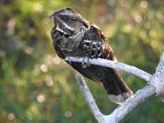 Caprimulgus macrurus