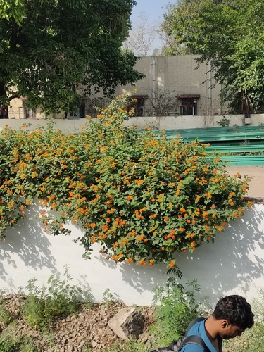 Lantana horrida