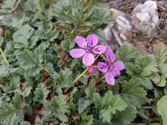 Erodium recoderi