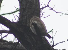 Glaucidium passerinum passerinum