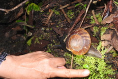 Exrhysota brookei