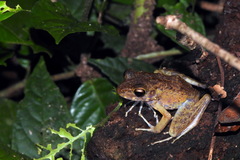 Pulchrana baramica