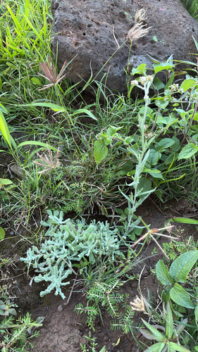 Pseudognaphalium sandwicensium, 2026-03-31