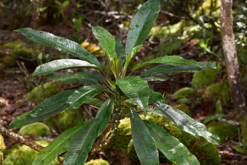 Clermontia peleana observed 2026-03-14