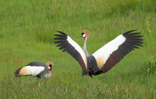 iNaturalist: (c) Liam Huber, some rights reserved (CC BY-NC), uploaded by Liam Huber iNaturalist image