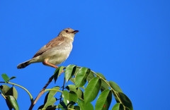 Cisticola natalensis