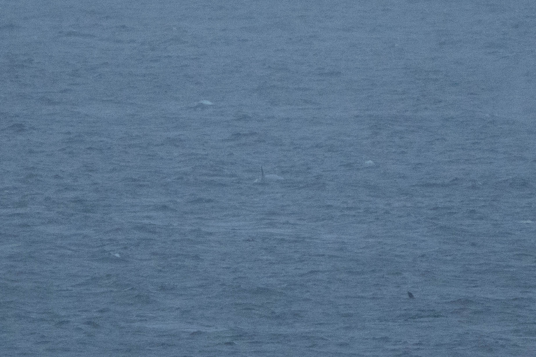 Balaenoptera borealis
