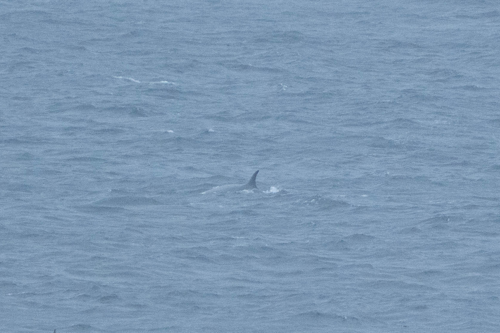 Balaenoptera borealis