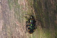 Tetrarthria variegata