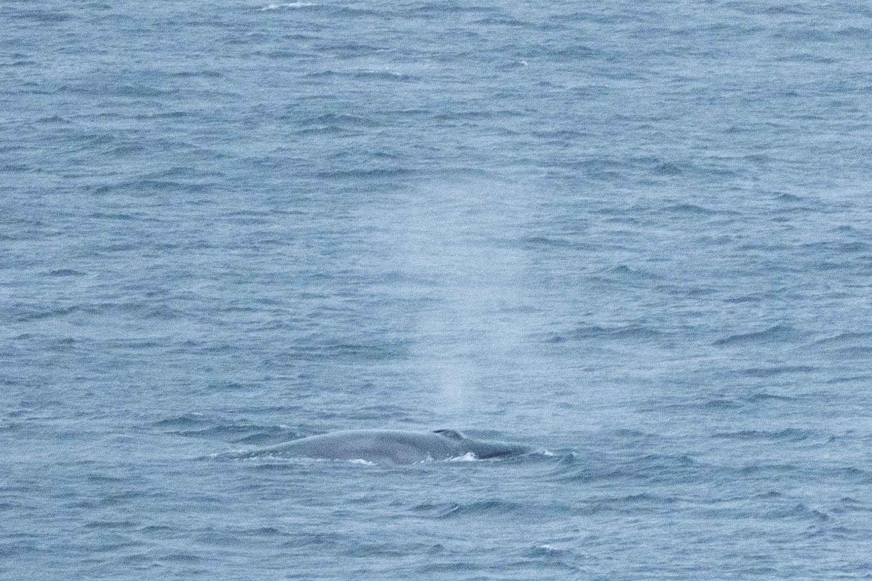 Balaenoptera borealis