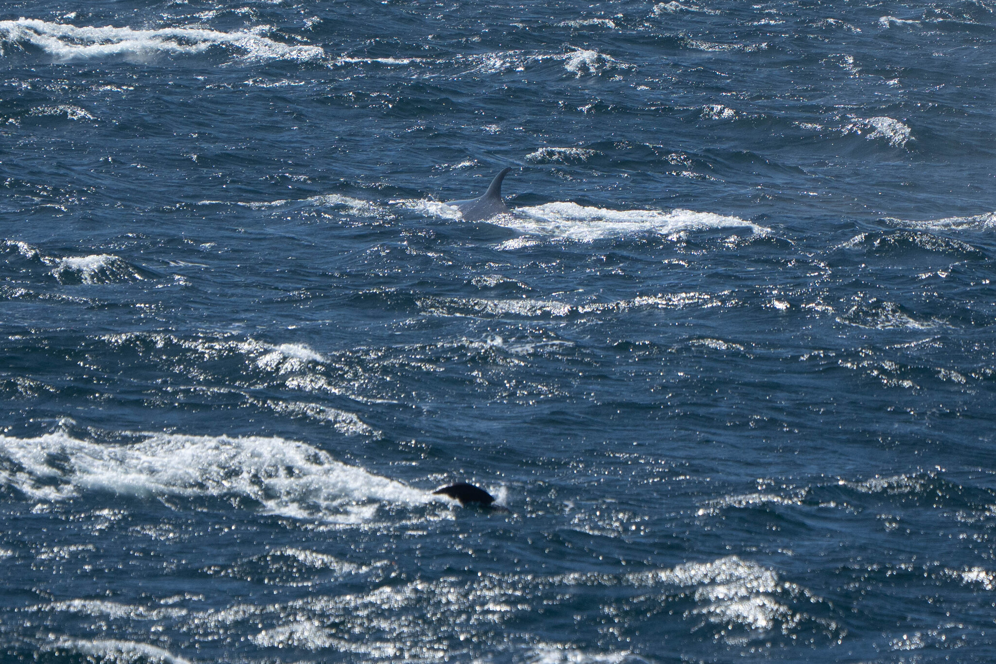 Balaenoptera borealis