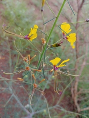 Cleome angustifolia