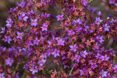 Calytrix leschenaultii
