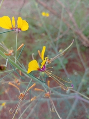 Cleome angustifolia