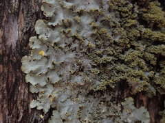 Podostictina pickeringii