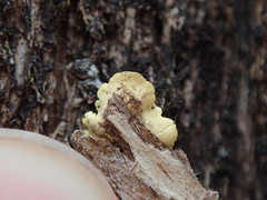 Podostictina pickeringii