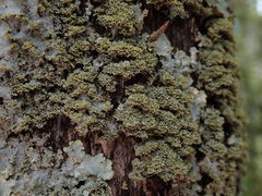 Podostictina pickeringii