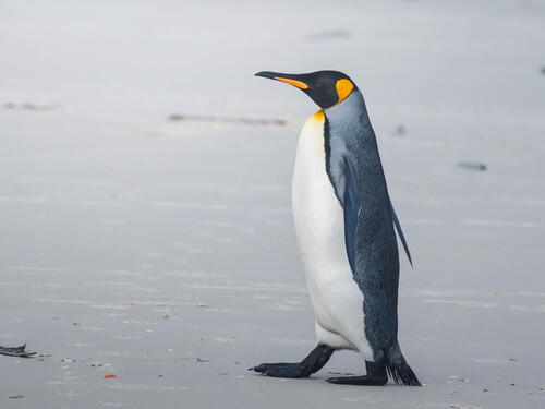 King Penguin
