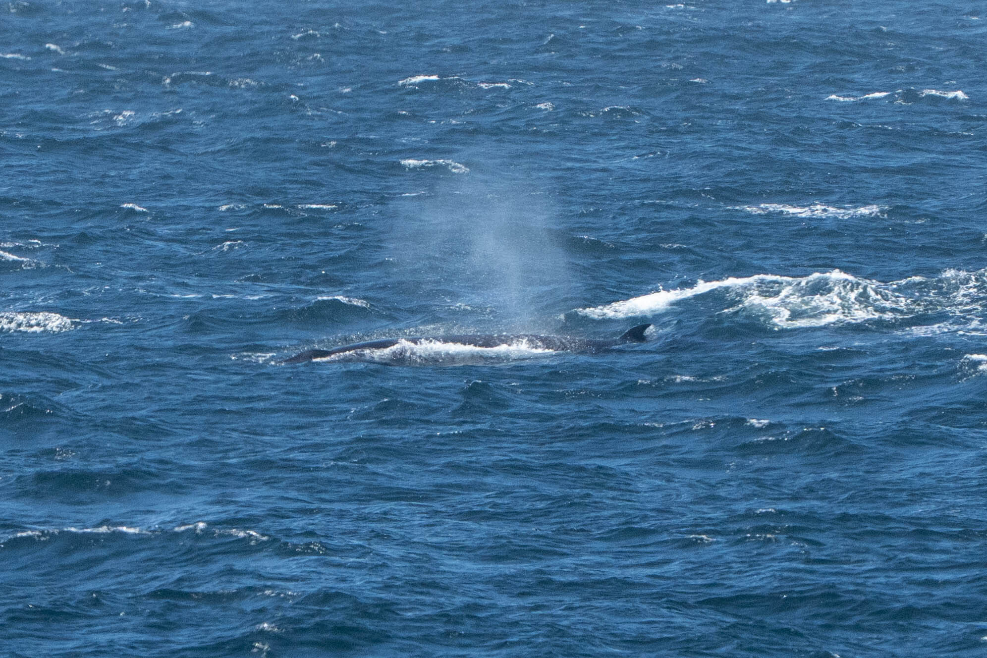 Balaenoptera borealis