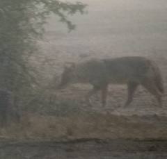 Canis aureus indicus